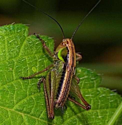 Roeseliana roeselii